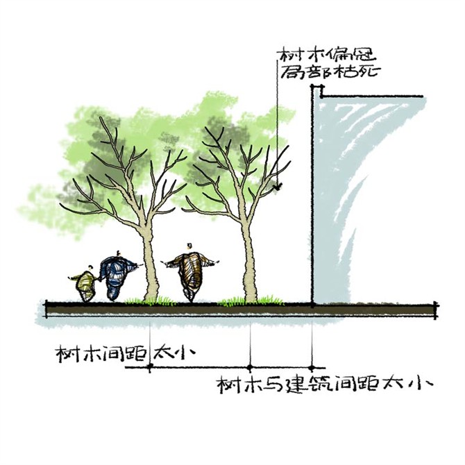 園林景觀(guān)之城區喬木種植技術(shù)