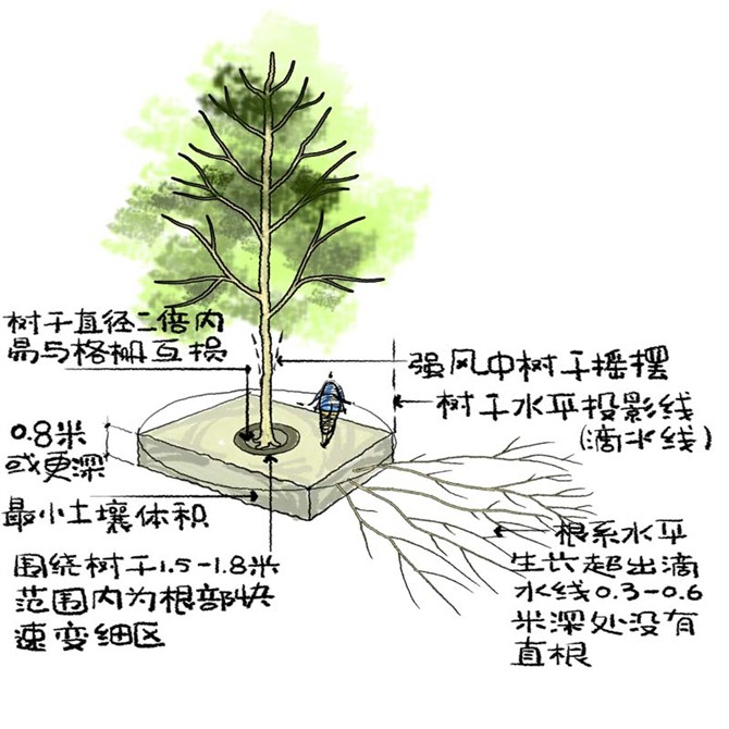 園林景觀(guān)之城區喬木種植技術(shù)