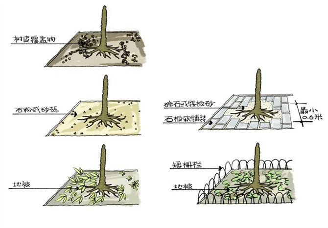 園林景觀(guān)之城區喬木種植技術(shù)