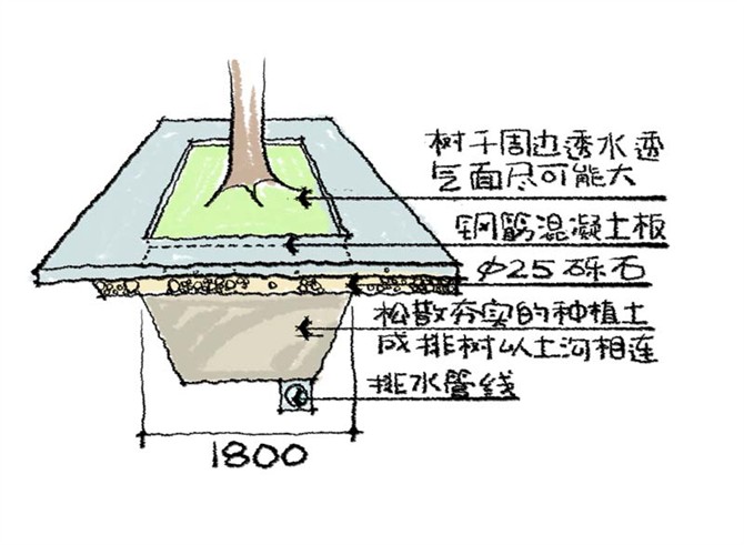 園林景觀(guān)之城區喬木種植技術(shù)