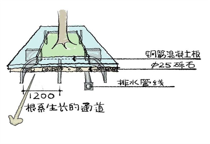 園林景觀(guān)之城區喬木種植技術(shù)