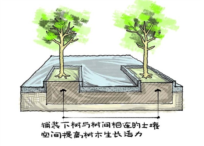 園林景觀(guān)之城區喬木種植技術(shù)