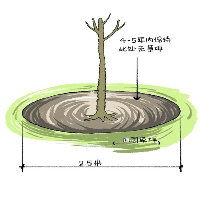 園林景觀(guān)之城區喬木種植技術(shù)