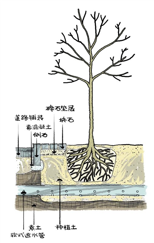 園林景觀(guān)之城區喬木種植技術(shù)